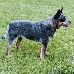 Pawn - Australian Cattle Dog