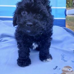 Benji - Black male Havapoo puppy in Blanch, North Carolina from Faithful Hearts Kennel