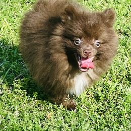 Cappuccino - Chocolate parti male Pomeranian puppy in Monroe, Georgia from Beastly Beauties Huskies & Pomskies