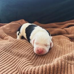 Meredith - Black and white female Sheepadoodle puppy in Provo, Utah from Doodlefolk