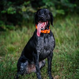 Valentine - German Shorthaired Pointer