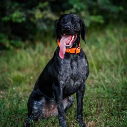 Valentine - German Shorthaired Pointer