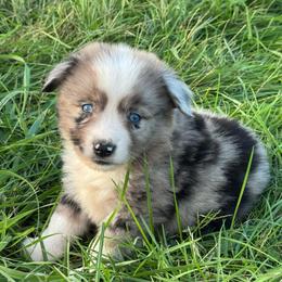 Woody - Blue merle male Miniature Australian Shepherd puppy in Stuart, Iowa from Arbor Hill Aussies