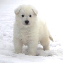 Berger Blanc Suisse Puppies from Foreman’s White Swiss Shepherds