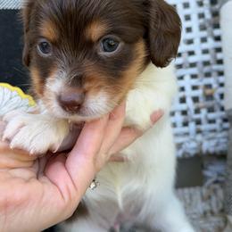 Bell - Piebald female Dachshund puppy in Paw Paw, Michigan from Mulberry Meadow Farms
