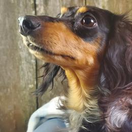 Daizy - Dachshund