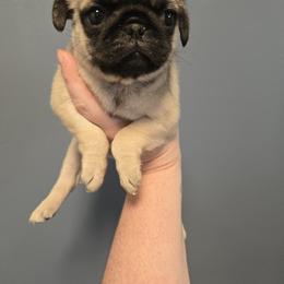Girl 1 - Fawn female Pug puppy in Auburn, Kentucky from Prentice Family Pugs