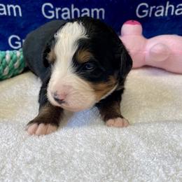 Girl 1 - female Bernese Mountain Dog puppy in Comer, Georgia from Water Oak Farm
