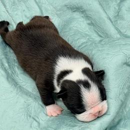 Male 1 - Brindle and white male Boston Terrier puppy in Shell Knob, Missouri from Stoneridge Kennel