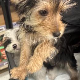 Morkie puppies from Morkie