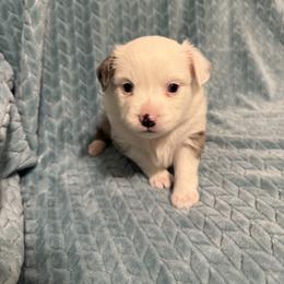 Randy - Blue merle male Miniature Australian Shepherd puppy in Washington, Indiana from Southern Indiana Mini Aussies