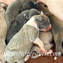Bluefawn butterfly - Blue male Great Dane puppy in Greenville, South Carolina from Allen’s Ridge Ranch