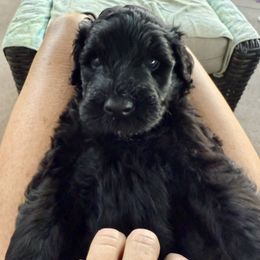 Boy 4 - Black male Portuguese Water Dog puppy in California from Lukos Portuguese Water Dogs