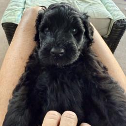 Boy 4 - Black male Portuguese Water Dog puppy in California from Lukos Portuguese Water Dogs