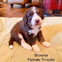 Brownie - Tri-color female Bernedoodle puppy in Royse City, Texas from Platinum Bernedoodles of Texas