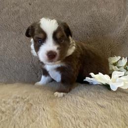 Willow - Red & white female Miniature Australian Shepherd puppy in Oroville, Washington from High Mountain Aussies