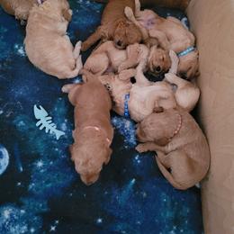 Goldendoodle Puppies from 3 Willows Goldendoodles