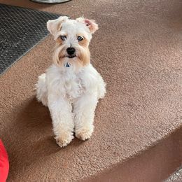 Tobey - Miniature Schnauzer