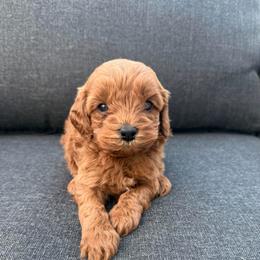 Winston - Red male Cavapoo puppy in Midland, North Carolina from Rocky River Cavapoos