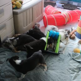 Collie Puppies from Thorndale Collies