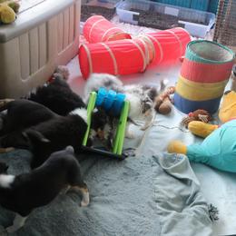 Collie Puppies from Thorndale Collies