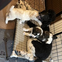 Australian Cattle Dog and Poodle Puppies from Hernwood Heelers & Poodles