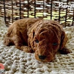 Poodle Puppies from Rouge Poodles