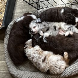 Miniature Australian Shepherd and Toy Australian Shepherd Puppies from Ramblin’ Rose Aussies