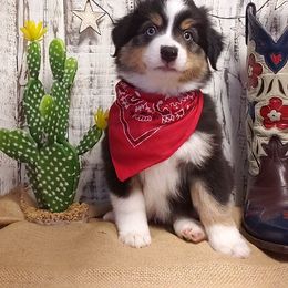 Miniature Australian Shepherd and Toy Australian Shepherd Puppies from Dugger Mountain Aussies