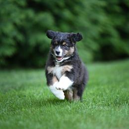 Jumper - Black tri-color male Australian Shepherd puppy in West Greenwich, Rhode Island from Ocean Cliff Aussies