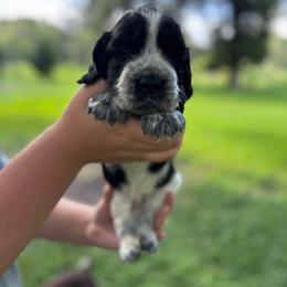 Dark blue - Black and white male English Springer Spaniel puppy in Williston, Florida from Bizzy Farms English Springer Spaniels