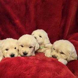 Freya - Light golden female Golden Retriever puppy in Pembroke, Virginia from Springhouse Farms