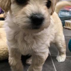 Goldendoodle Puppies from Coal Country Doodles