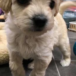 Goldendoodle Puppies from Coal Country Doodles