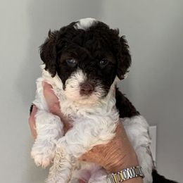 Portuguese Water Dogs from Ondakina Portuguese Water Dogs