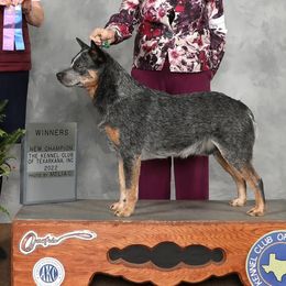 Moose - Australian Cattle Dog