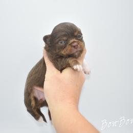 Bon-Bon- TINY - Chocolate and tan female Chihuahua puppy in Bulls Gap, Tennessee from Smokey Mountain Chihuahuas