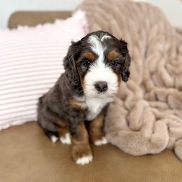 Skipper - Blue merle male Bernedoodle puppy in Idaho Falls, Idaho from Idahome Doodle