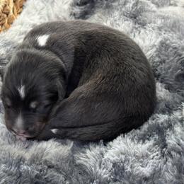 Boy 1 - Black tri-color male Australian Shepherd puppy in Volant, Pennsylvania from Addie's Aussies