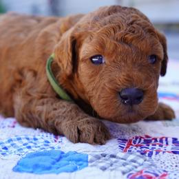 Bruno - Red  male Goldendoodle puppy in Lancaster, Pennsylvania from Henriquez Puppies