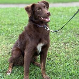 Cider - Red tri-color female Australian Shepherd puppy in Raleigh, North Carolina from Southern Tribute Farms