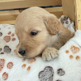 Orange - Apricot male Goldendoodle puppy in Boise, Idaho from Goldendoodle Baby