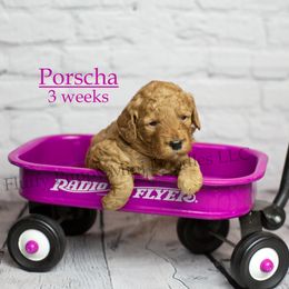 Porscha (Pink Collar) - Red  female Goldendoodle puppy in Corona, California from Fluffy Puppy Mini Doodles LLC
