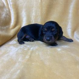 Dawson - Black and tan male Dachshund puppy in Richmond, Virginia from Paw Prints