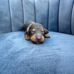 Benjamin - Chocolate and tan male Dachshund puppy in Knoxville, Tennessee from East TN Dachshunds