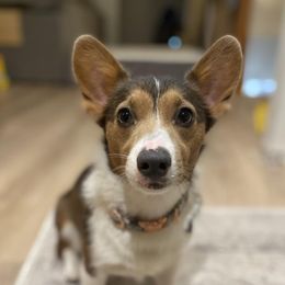 Pippa - Pembroke Welsh Corgi