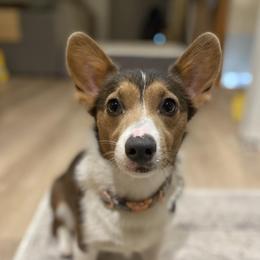 Pippa - Pembroke Welsh Corgi