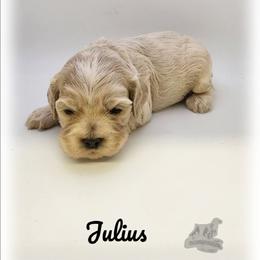 Julius - Red roan male Cocker Spaniel puppy in Tecumseh, Oklahoma from Gambill's Cocker Spaniel Cuties