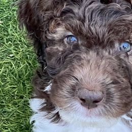 Girl 1 - Tri-color Double Doodle puppy in El Cajon, California from Calibear Doodles