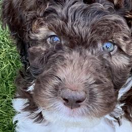 Girl 1 - Tri-color Double Doodle puppy in El Cajon, California from Calibear Doodles